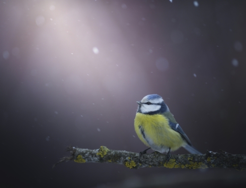 Intimités éphémères